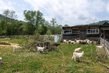 Фото номера Дом с 8 спальнями Гостевой дом Pensiunea ARC Bucovina г. Вама 38